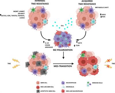 Revisiting the Immunological Aspects of Temozolomide Considering the Genetic Landscape and the Immune Microenvironment Composition of Glioblastoma